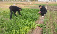 到农户、农资运营店发放宣传资